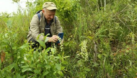 На Київщині знайшли ділянку, де ростуть сотні диких червонокнижних орхідей Рис.1