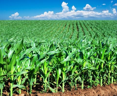 Прискорення збирання кукурудзи в Бразилії посилює тиск на ціни Рис.1