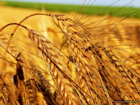 Пшеничні котирування за день обвалилися на 3,6-6%, втративши тижневе зростання Рис.1