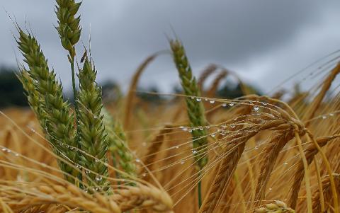 RGE підвищила прогноз урожаю пшениці в Аргентині до 16,2 млн тонн, - огляд іноземних ЗМІ 18-19.06.2023 Рис.1