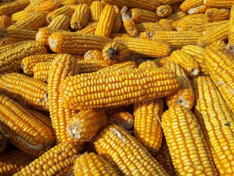 Травневий імпорт кукурудзи в Китай зріс на 66% порівняно з попереднім місяцем, пшениці впав на 31,6%, - огляд іноземних ЗМІ 20-21.06.2023 Рис.1