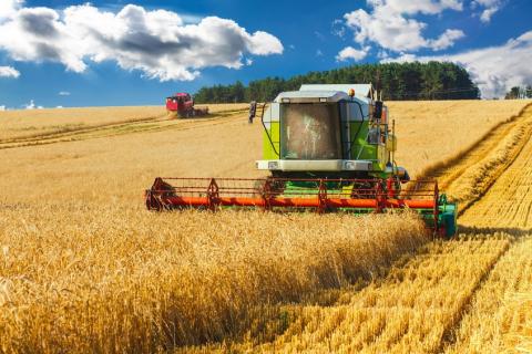 УКАБ знизив прогноз урожаю пшениці для України Рис.1