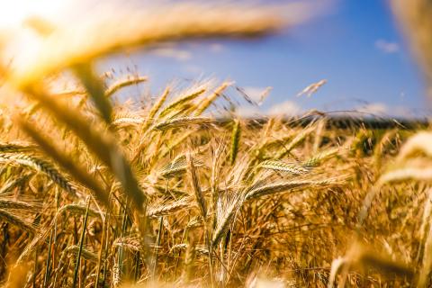 USAID та Corteva Agriscience об'єднують свої зусилля на підтримку українських аграріїв Рис.1