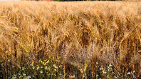 В Україні спостерігається чергове зниження показників роботи «зернового коридору» Рис.1