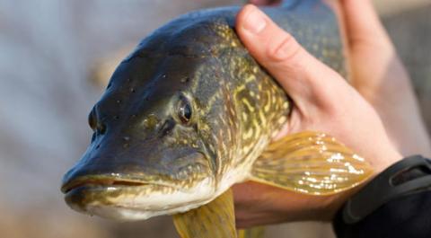 Від завтра ловити рибу заборонять у трьох областях України Рис.1