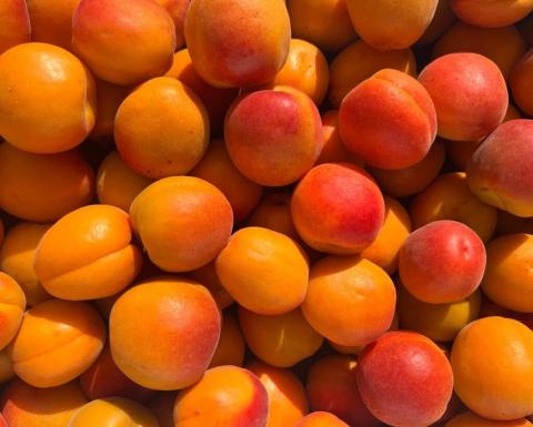 Високий урожай абрикоса в Узбекистані обвалив ціни у Вірменії Рис.1