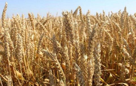 Єгипет може не досягти своєї мети щодо закупівлі місцевої пшениці в 4 млн тонн, - огляд іноземних ЗМІ 8-9.06.2023 Рис.1
