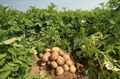 Аграрії Таджикистану 2023 року розраховують зібрати 1,1 млн тонн картоплі Рис.1