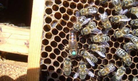 Бджолосімей в Україні поменшало на 10% Рис.1