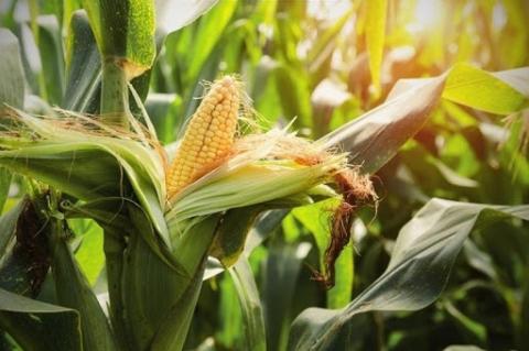 Бразилія зібрала 20% кукурудзи другого урожаю, і прогнози виробництва знову підвищено Рис.1