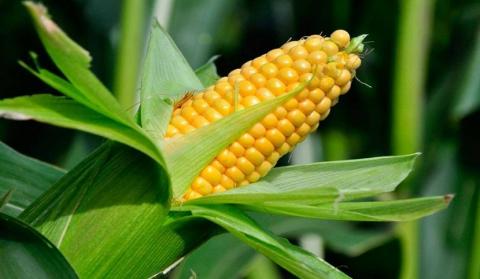 Ціни на кукурудзу в очікуванні звіту USDA залишаються під тиском покращення погоди у США т Рис.1
