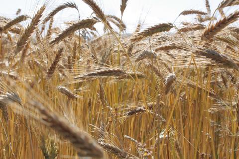 Ціни на пшеницю у США виросли на 5-6% на тлі затримки збирання, а також імовірного закриття зернового коридору в Україні Рис.1