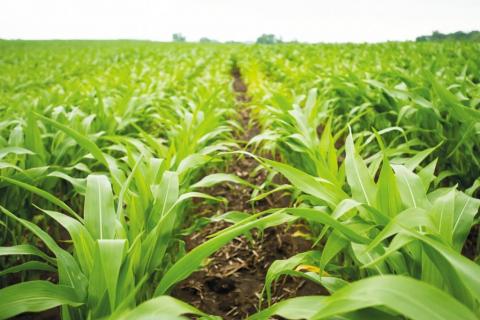 Дощі продовжують покращувати стан посівів сої та кукурудзи у США Рис.1