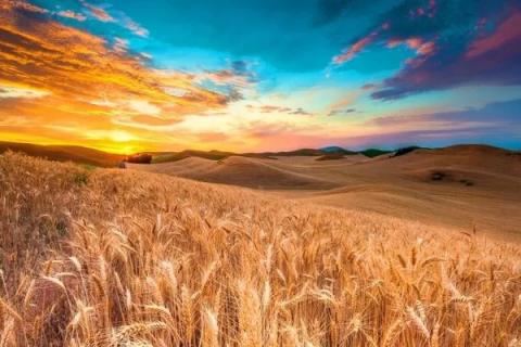 Експорт французької м’якої пшениці за межі ЄС у новому сезоні знизиться до 9,6 млн тонн, - огляд іноземних ЗМІ 13-14.07.2023 Рис.1