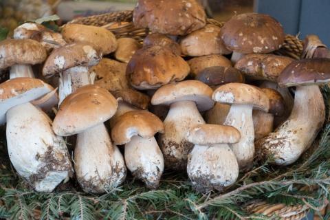 Лісівники Хмельниччини планують заготовити тонну білих грибів, частину передадуть військовим Рис.1