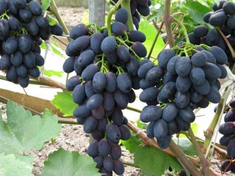 Молдова може отримати високий урожай столового винограду другий рік поспіль Рис.1