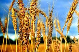 М’яка пшениця подорожчала на 8,5% на новинах про пошкодження зернових терміналів в Україні Рис.1