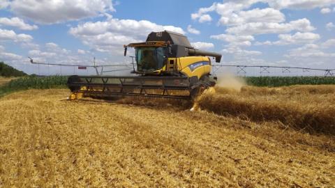 На Миколаївщині зібрали 7 т/га пшениці з експериментального поля Рис.1