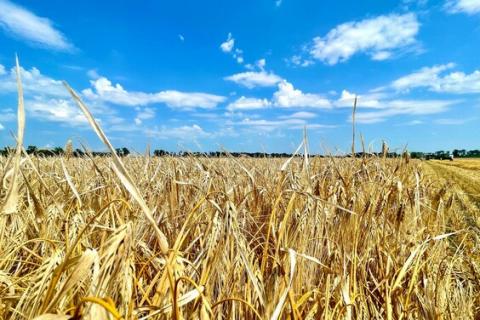 На Одещині намолотили 400 тис. тонн зерна Рис.1