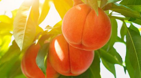 На Одещині посадили персиковий сад іспанськими саджанцями Рис.1