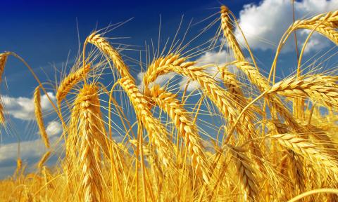 Одеська область першою в Україні зібрала 1 млн тонн зерна Рис.1