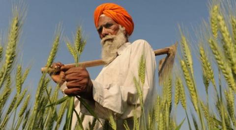 Органічне землеробство в Індії займає 70% ринку Рис.1