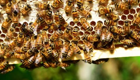 Ремесло Сватівських бджолярів визнали нематеріальною культурною спадщиною України Рис.1