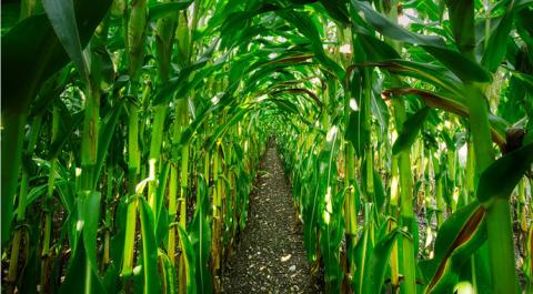 USDA покращило прогнози для української кукурудзи Рис.1