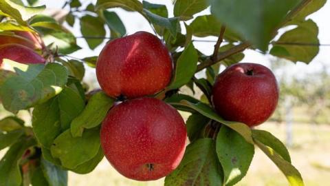 В «Садах Дніпра» висадили ще 21 га яблунь і анонсують більше зростання восени Рис.1