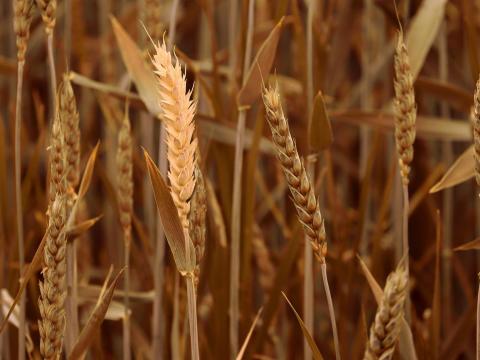 В Україні намолочено понад 2 млн тонн нового врожаю Рис.1