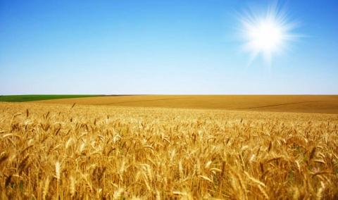 В Україні закупівельні ціни на продовольчу пшеницю залишаються на низькому рівні Рис.1