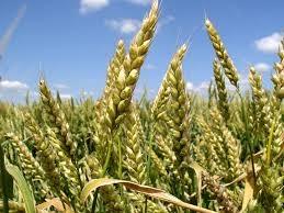 В Україні закупівельні ціни на пшеницю залишаються на низькому рівні 160-170 $/т Рис.1