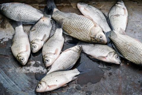 Внаслідок підриву Каховської ГЕС втрачено понад 11 тисяч тонн риби,- Микола Сольський Рис.1