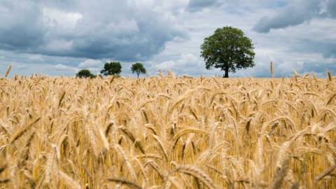 Яку врожайність пшениці очікують українські фермери у 2023 році? Рис.1