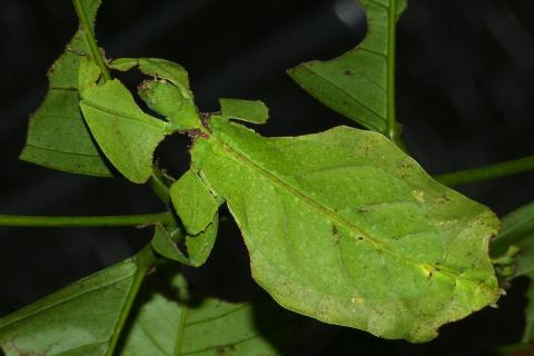 Цікаво і загадково: виявлено нових листових комах Рис.1