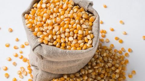 Ціна кукурудзи нового врожаю суттєво нижча собівартості виробництва Рис.1