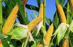 Ціни на кукурудзу виросли на даних кроп-туру по США Рис.1