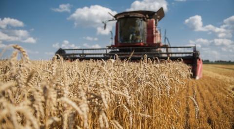 Cygnet закінчила збір озимої пшениці з рекордом Рис.1