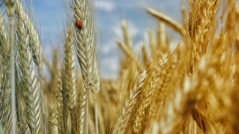 Експорт м’якої пшениці з ЄС 2023/24 знизився на 29% - огляд іноземних ЗМІ 29-31.08.2023 Рис.1
