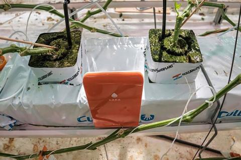 Голландські дослідники WUR вирощують огірки за допомогою ШІ Рис.1