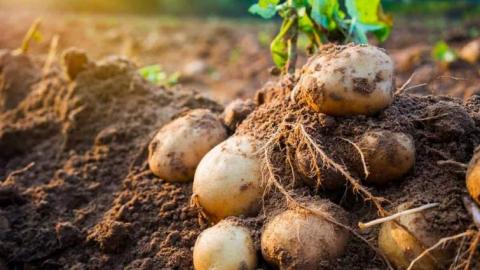Контінентал розпочав збір урожаю картоплі Рис.1