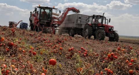 На Одещині розпочали збирання томатів комбайном Рис.1