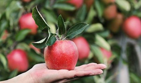 На українському ринку ціни на яблука є рекордними за всю історію незалежності Рис.1