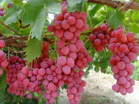 Під Одесою досліджують 20 безнасінних сортів винограду Рис.1