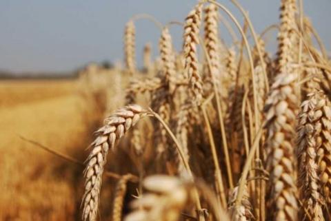 Посуха в Іспанії суттєво скорочує врожай пшениці Рис.1