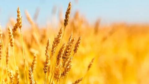 У липні Румунія була найбільшим експортером пшениці в ЄС, - огляд іноземних ЗМІ 17-18.08.2023 Рис.1