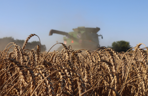 У США розпочато збирання ярої пшениці Рис.1