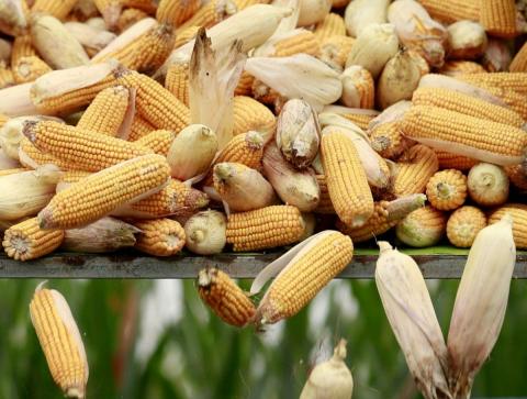 Урожай кукурудзи в Бразилії продовжує зростати, - огляд іноземних ЗМІ 10-11.08.2023 Рис.1