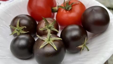 Вчені з Норвіча сподіваються, що фіолетові помідори незабаром почнуть продавати у Великій Британії Рис.1