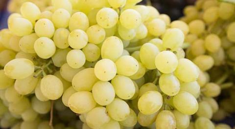 Виноградне господарство на Одещині майже весь урожай продає через інтернет Рис.1